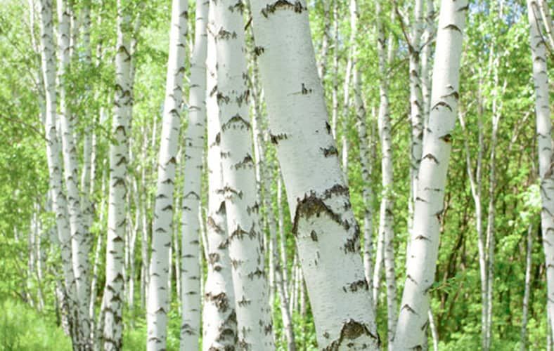 Benefits Of Drinking Birch Water